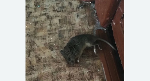 Дезинфекция от мышей в Славске
