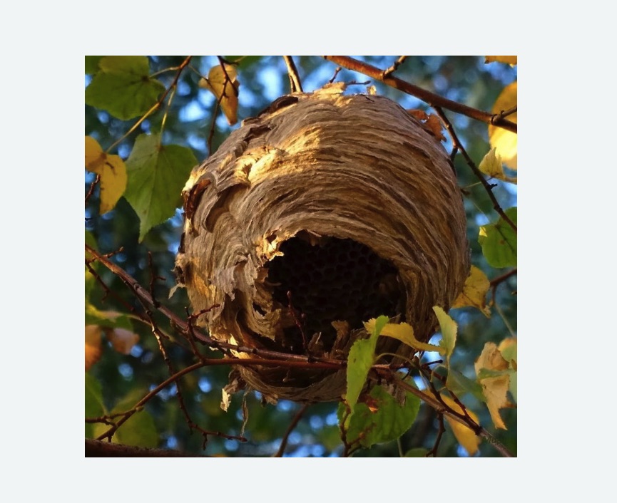 Обработка от шершней в Славске