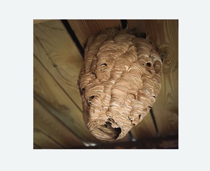 обработка от шершней в Славске