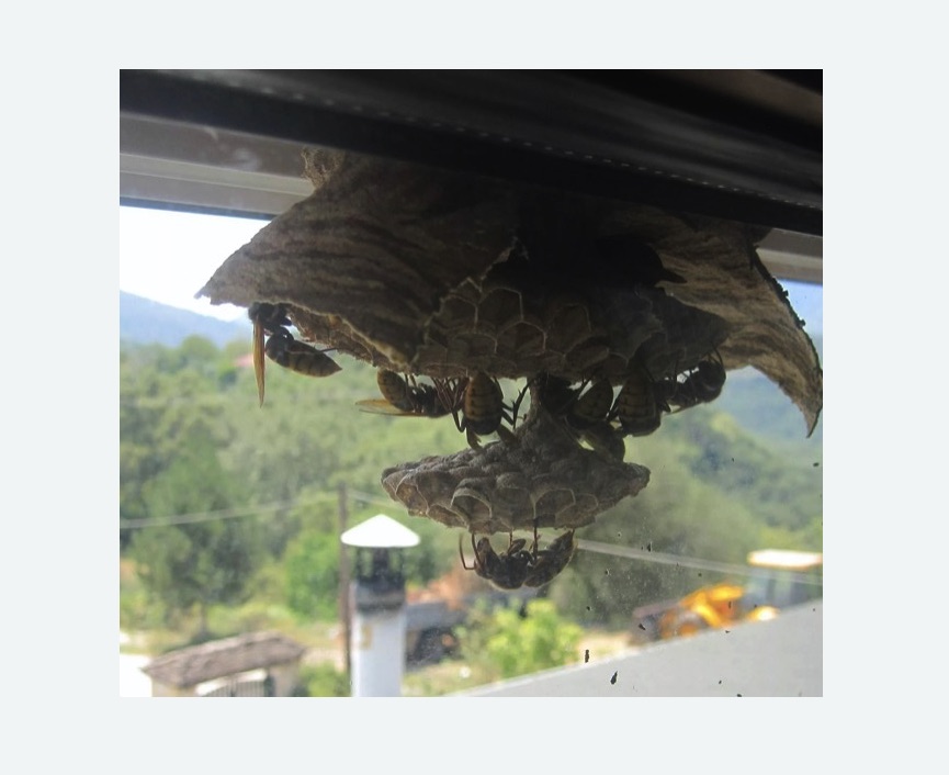 Уничтожение гнёзд шершней в Славске