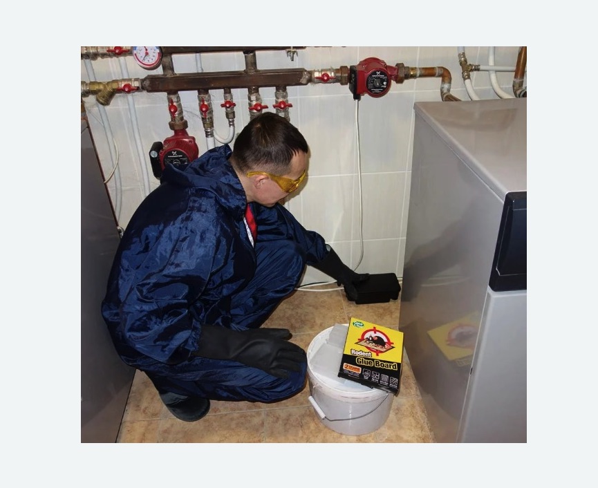 Уничтожение крыс в Славске