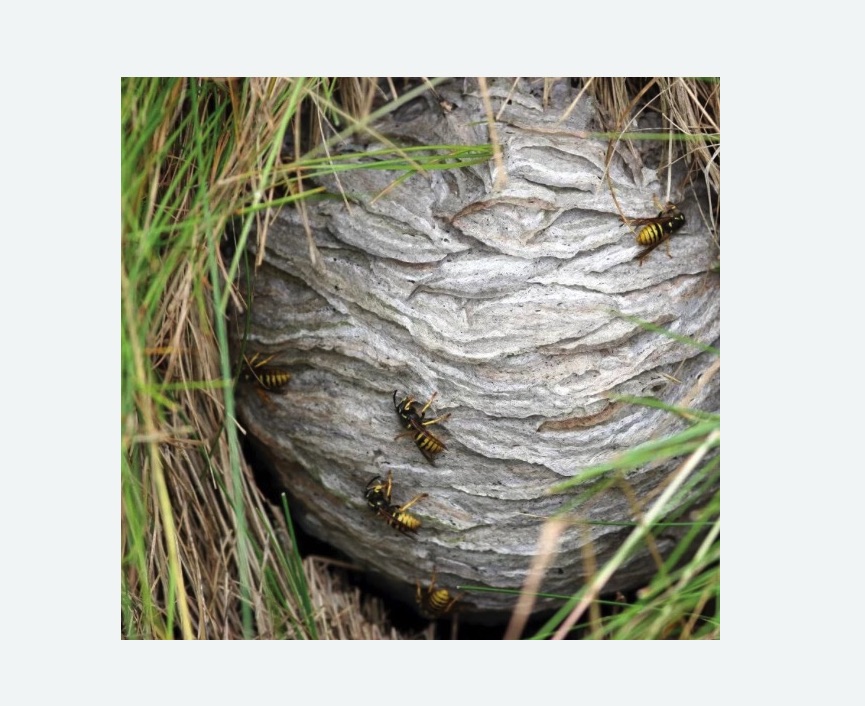 Уничтожение ос и ульев в Славске